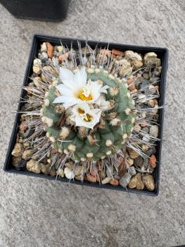 Turbinicarpus swobodae